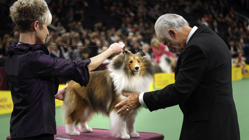 Illustration for article titled Elegant Updos and Classy Coats at the Westminster Dog Show